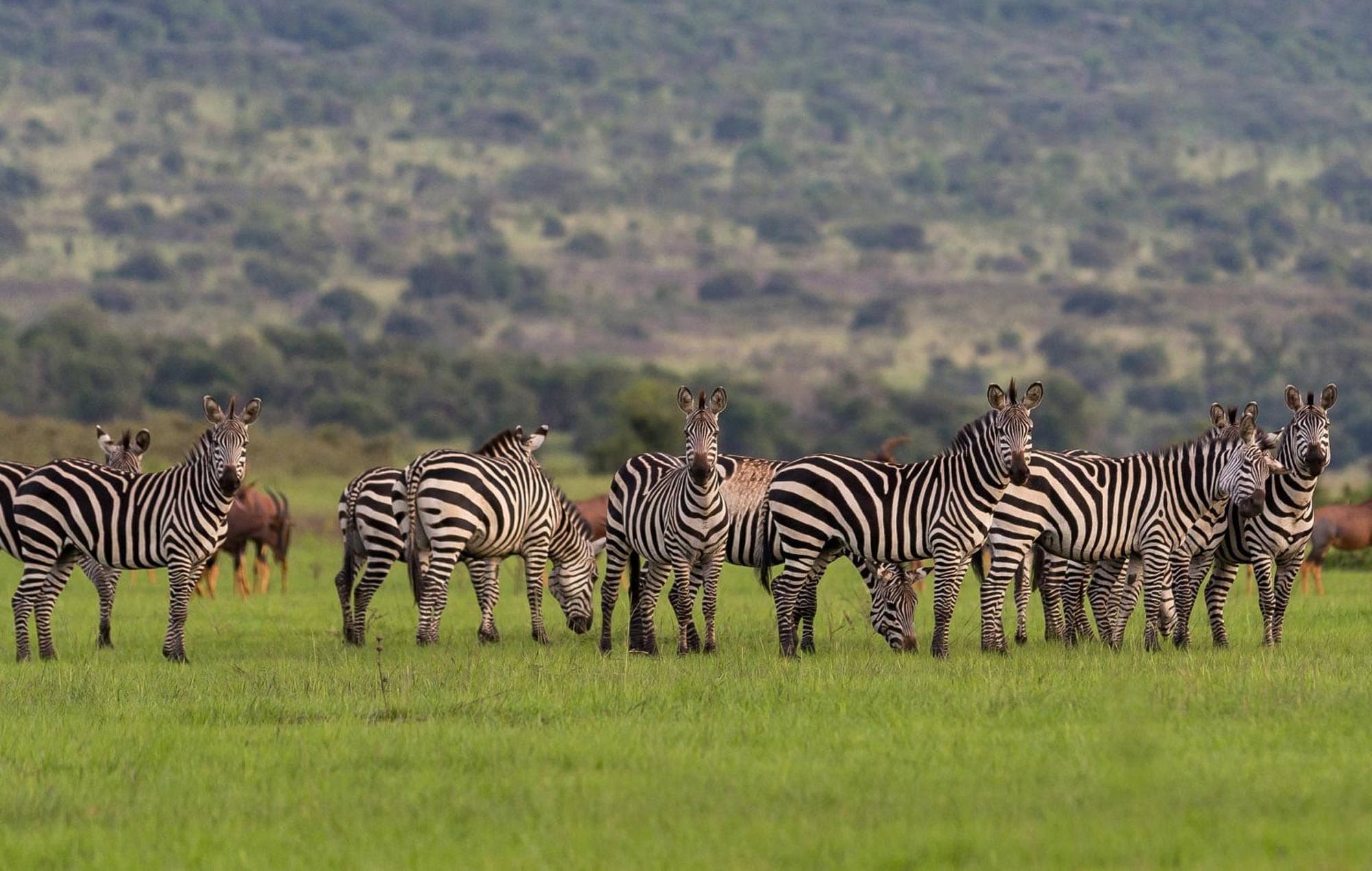 Akagera National Park wildlife, Rwanda