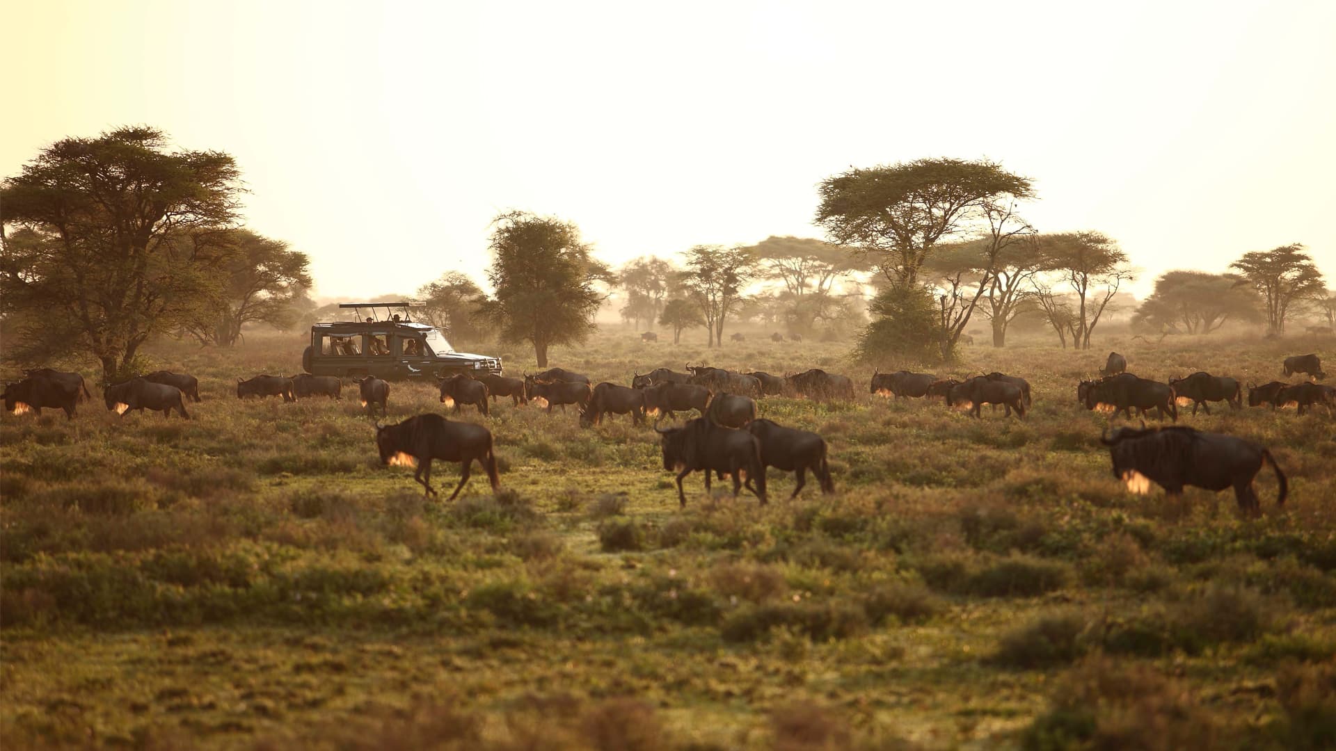 Game drive vehicle during the Great Migration