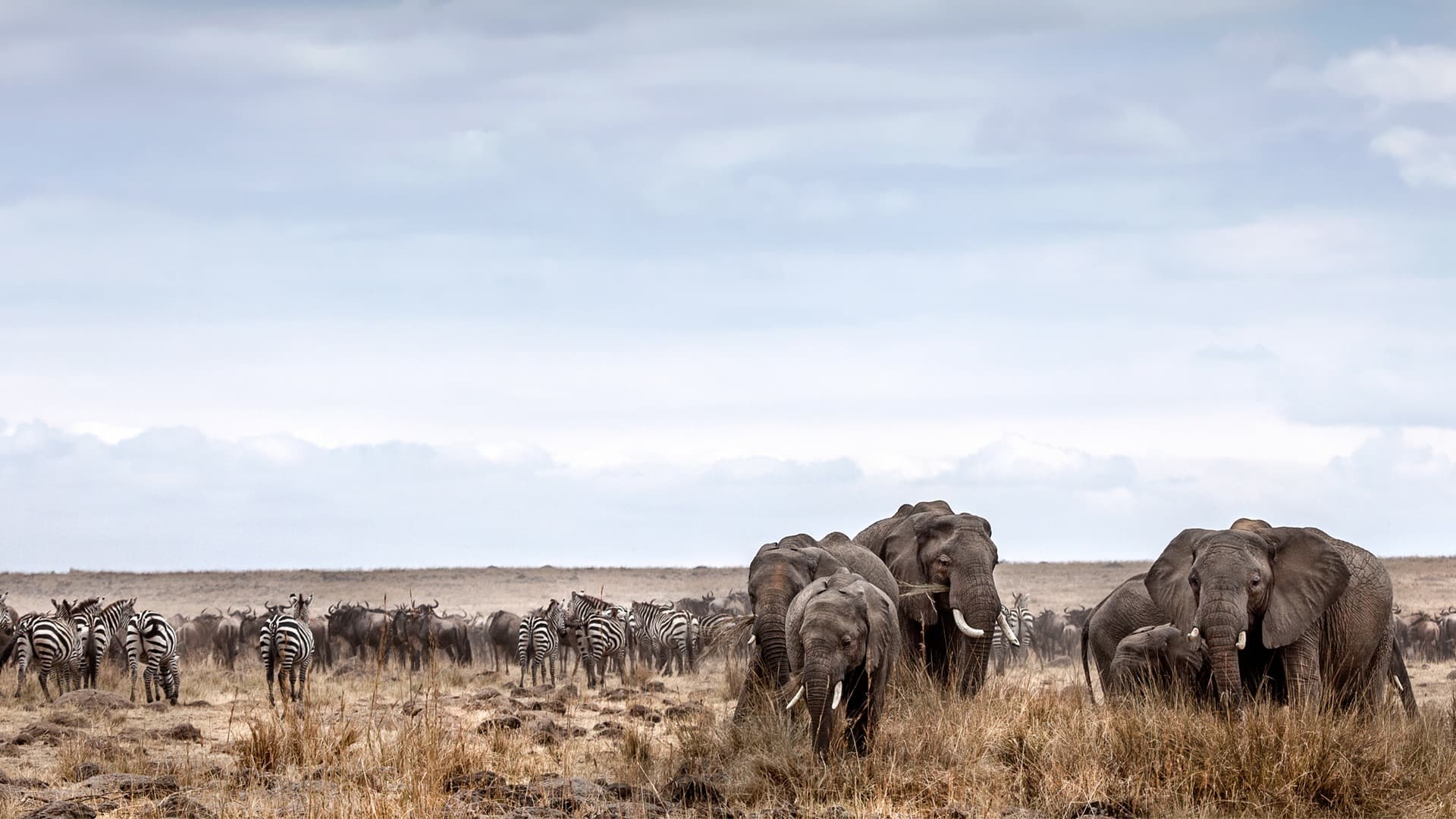 Elephant and zebra on an Africa safari