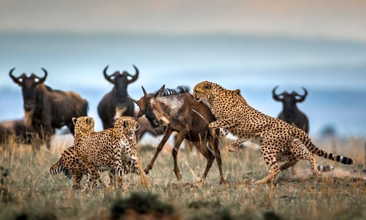 Masai Mara landscape