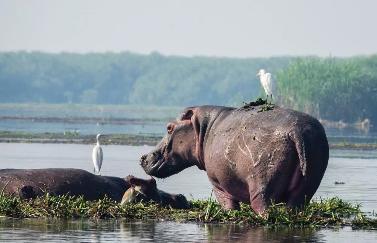 Wildlife in Murchison Falls National Park