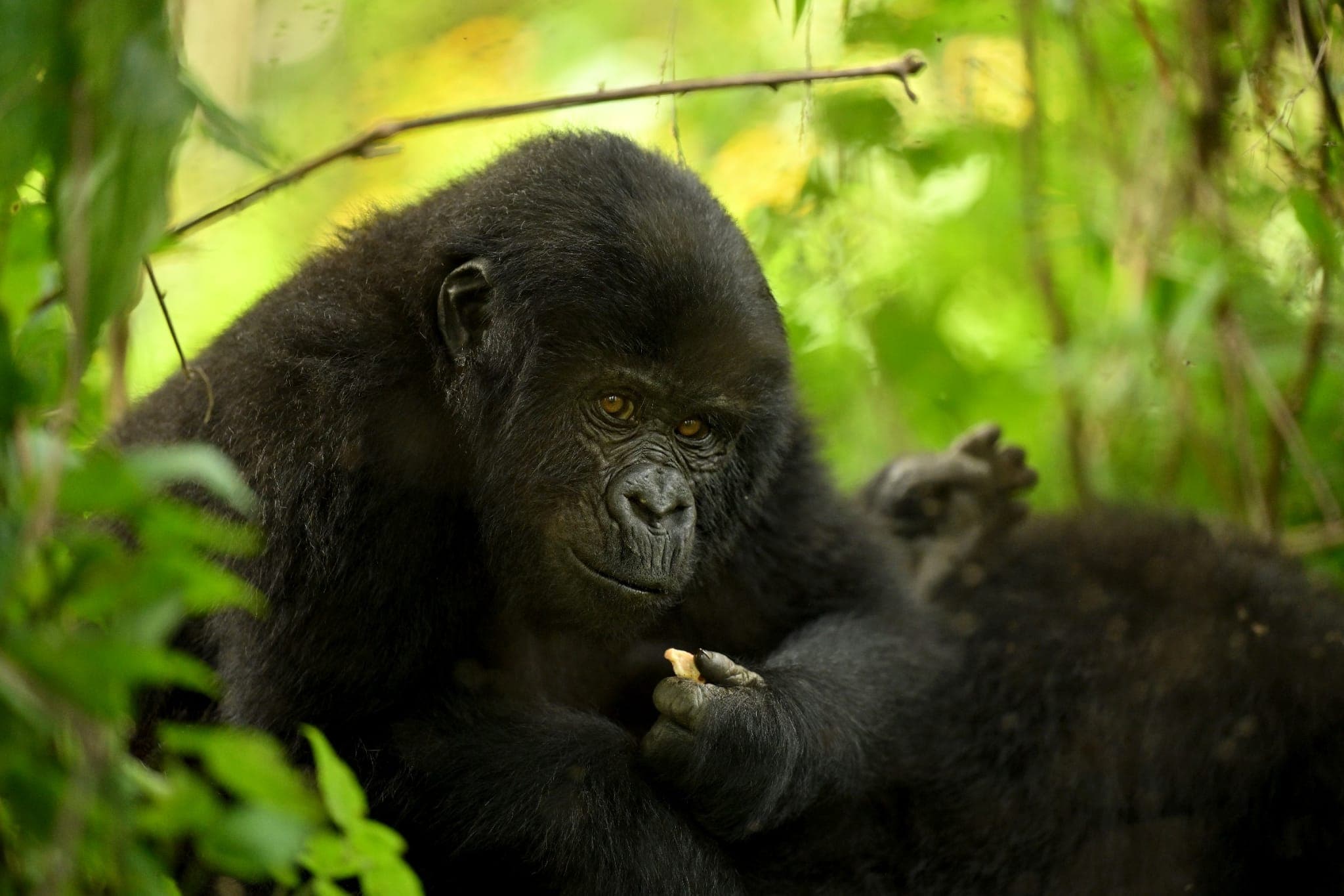 Mountain gorilla trekking in Bwindi Impenetrable Forest, Uganda