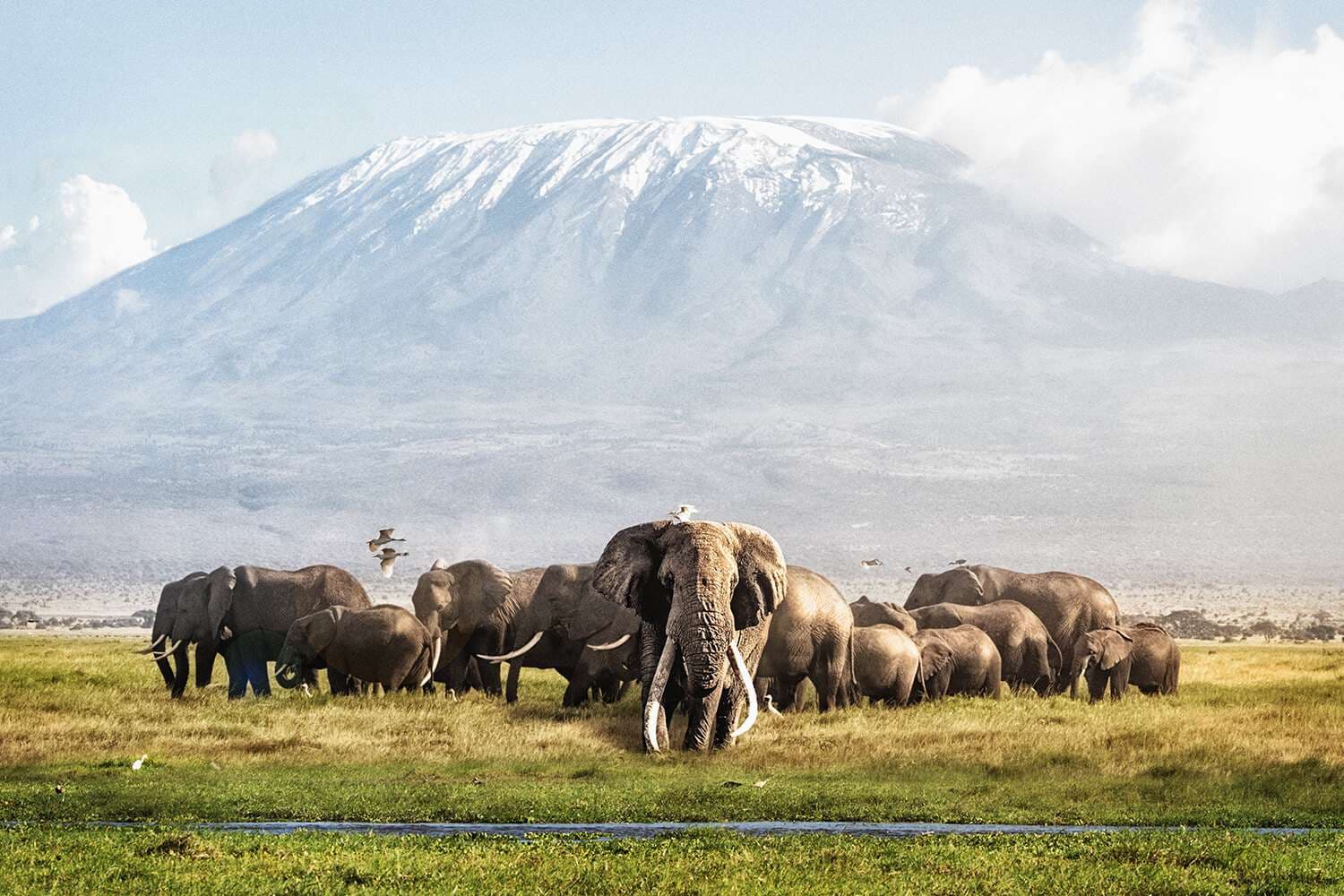 Elephants in Amboseli National Park, Kenya