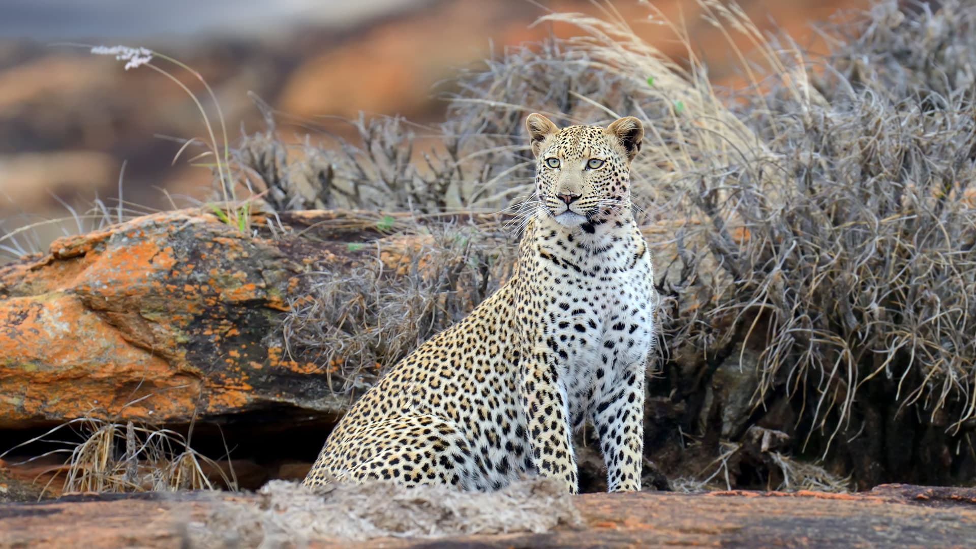 Tsavo East National Park, Kenya