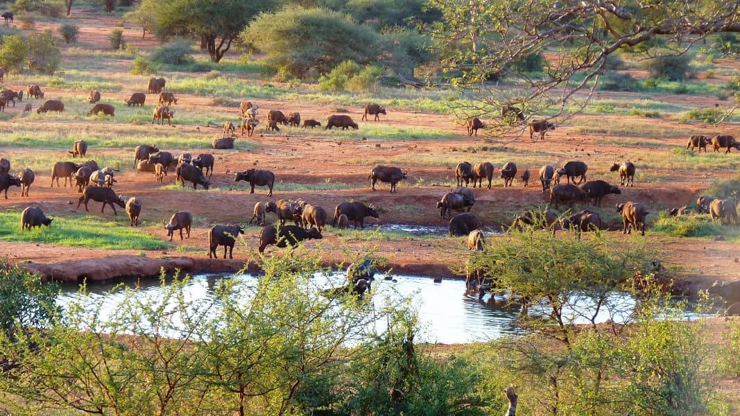 Kilaguni Serena Lodge waterhole, Tsavo West