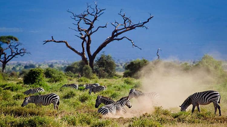 Amboseli-Tsavo West Taita Hills Sanctuary