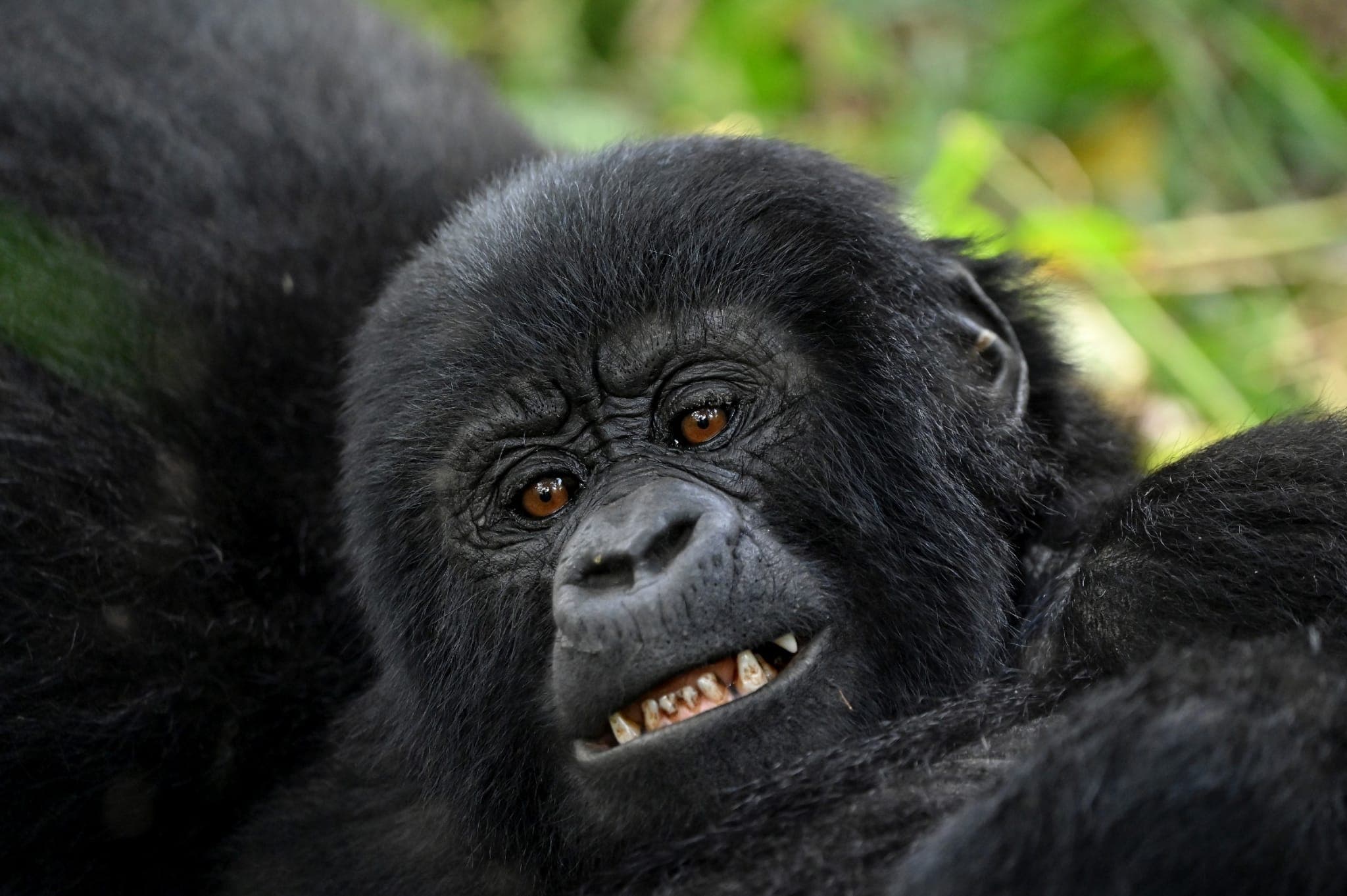 Gorilla trekking group in Bwindi