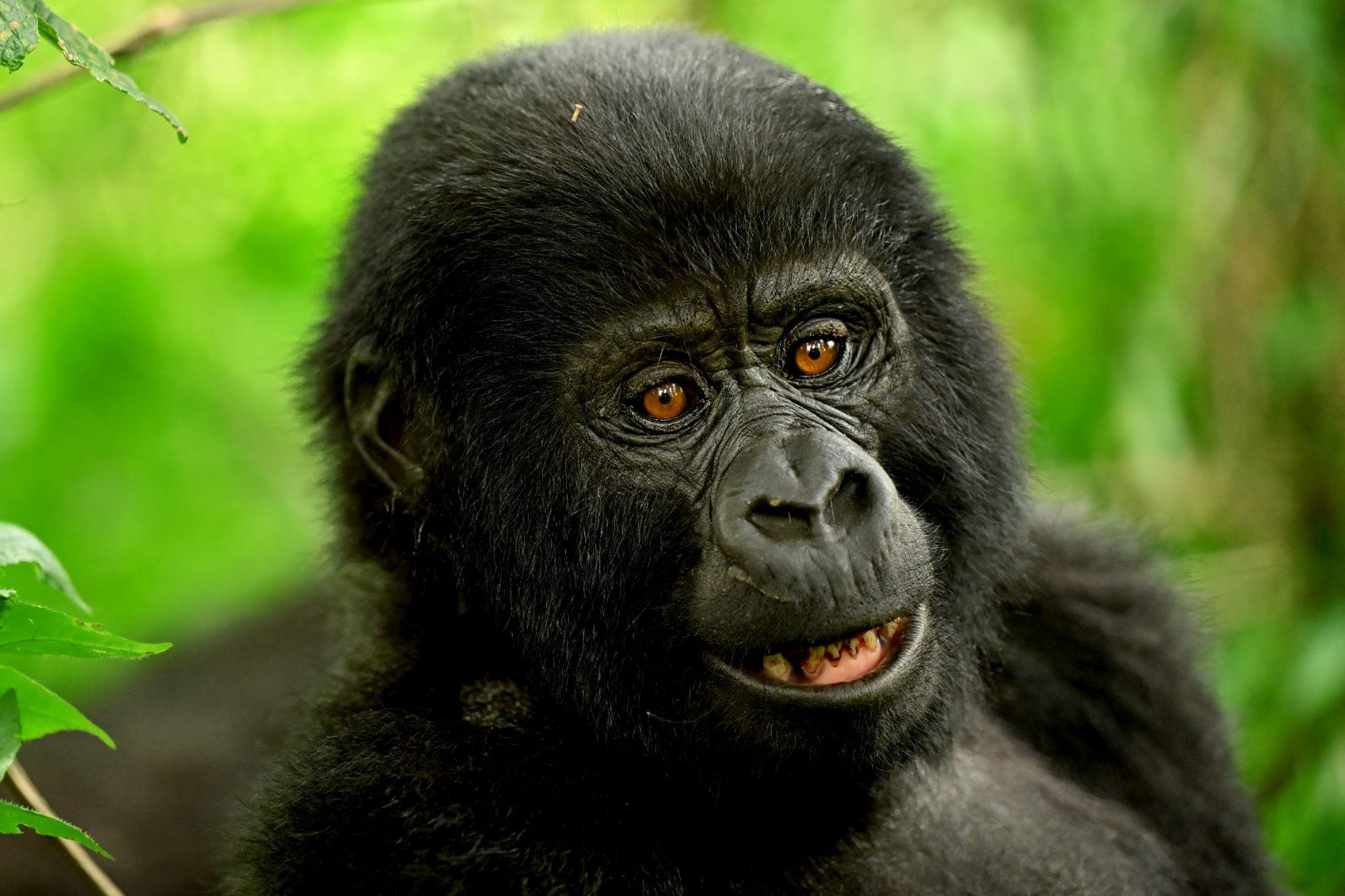 Gorilla trekking group in Bwindi