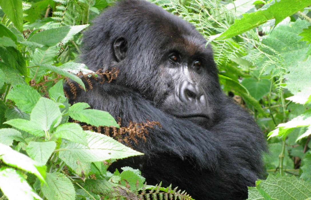 Mountain gorilla, Queen Elizabeth route