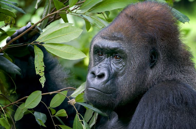 Elephant and mountain gorillas, Uganda