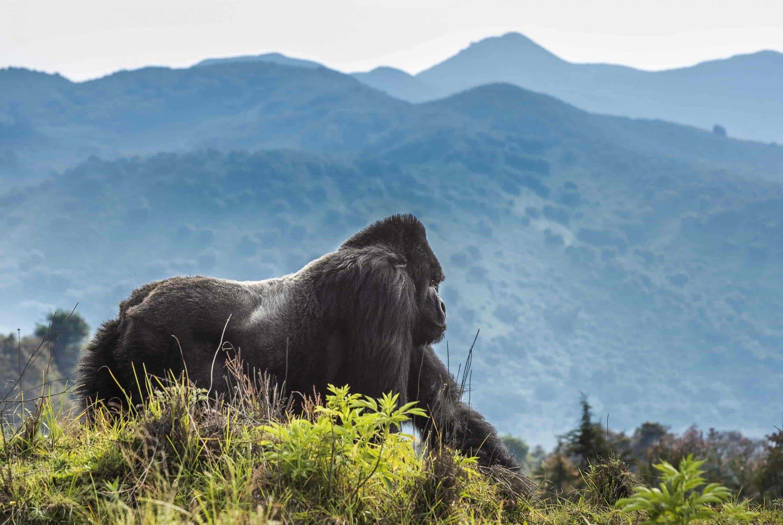 Gorilla trekking safari, Volcanoes National Park