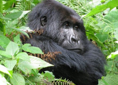 Elephant and gorilla safari scene in Uganda
