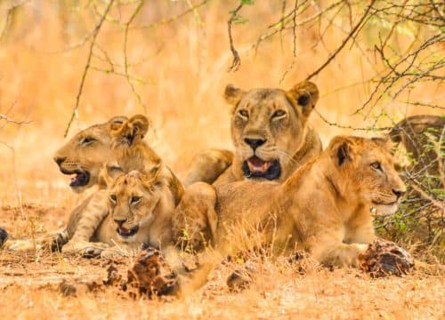 Queen Elizabeth National Park safari landscape, Uganda